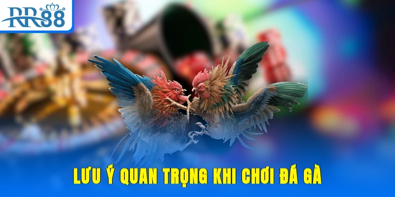 Lưu ý quan trọng khi chơi đá gà